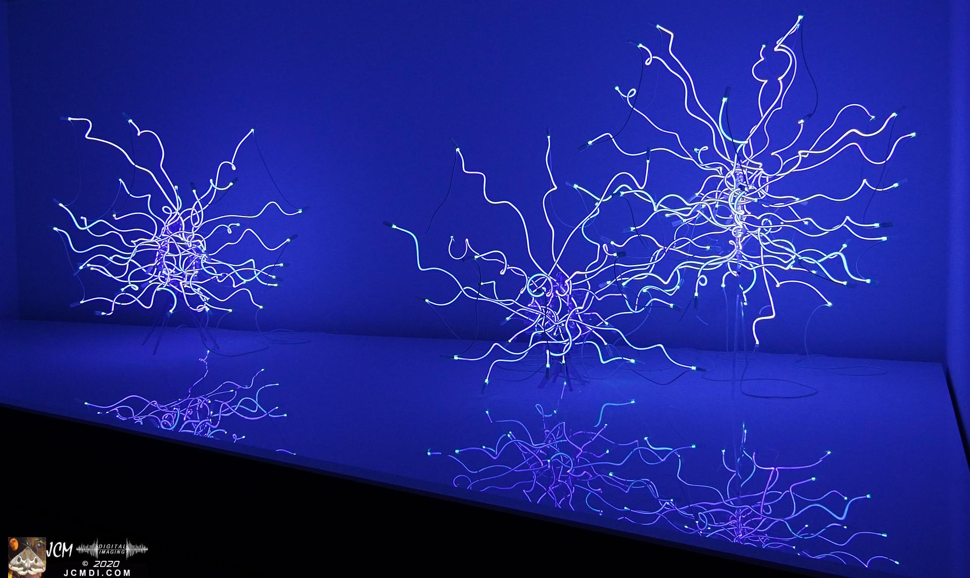 20200930 CheekWood Chihuly - neon light sculptures